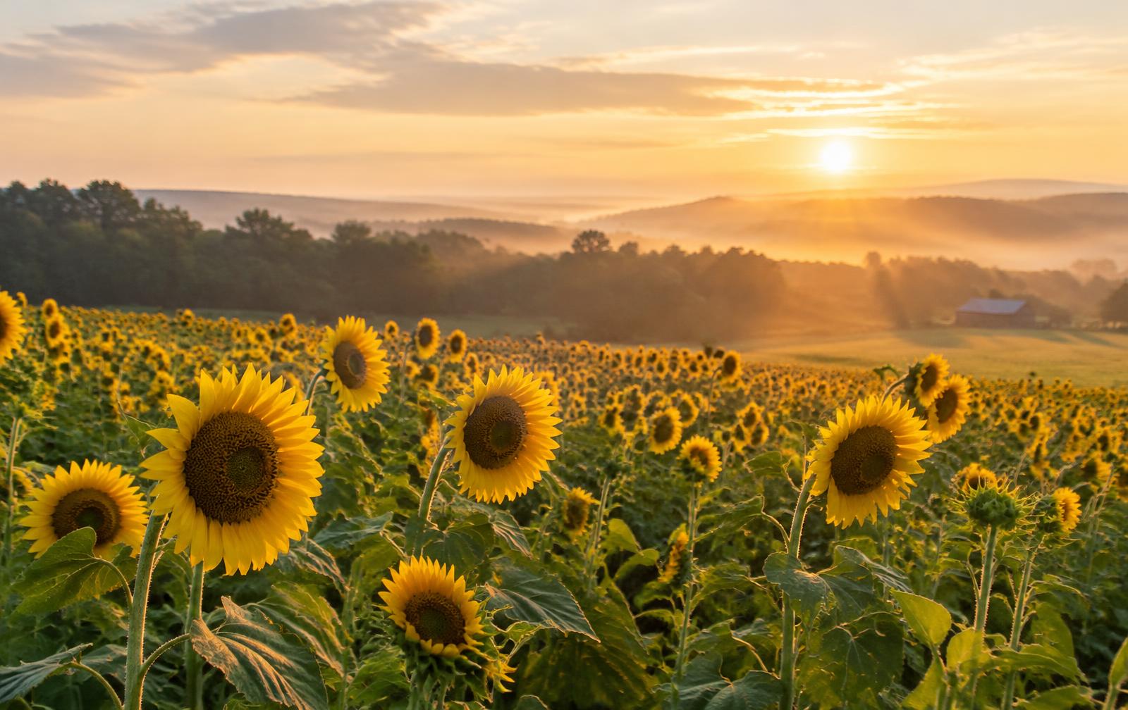 Sunflower field in soft morning light